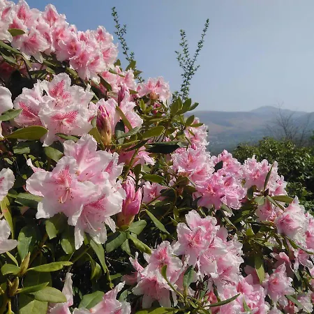 Penzion Fern Howe 4*